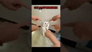 cat can't be reflex 💀🔥🗿//#aveeplayer#cat