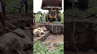 JCB Drops Dozens of Snakes into Deep Pit in Watermelon Farm | Cow Watching Nearby