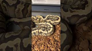 Ghi Fire poss het Clown #pyton #snake #pythonregius #reptiles #fire #ballpython #animals #snakes
