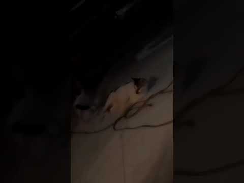 #shortvideo #funny #trendingshorts