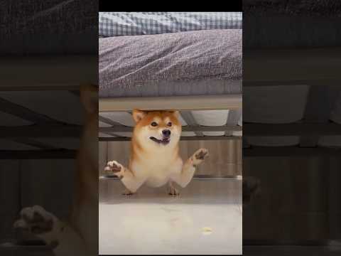 My Dog In Play Mode | #Invideo #cutepets #AIAutomated