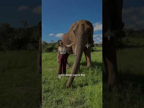 Went through all stages of grief lol #safari #southafrica #johannesburg #travel