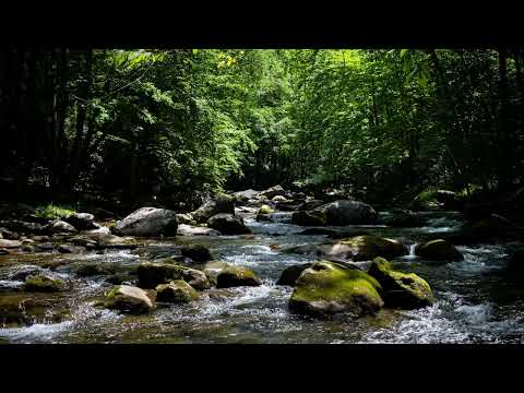 Elkmont Great Smoky Mountains National Park 2022 Photography