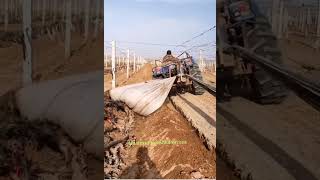 Grapes vins 🍇#plantingtechniques #fruit #graps #healthyplants