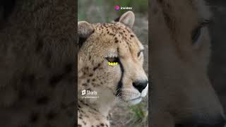 Astonishing Cheetah Facts: The Fastest Animal on Land! 🐆💨