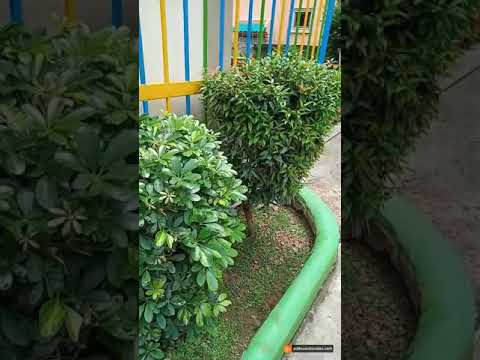 Green plants