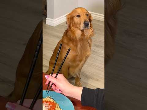 My dog does this every time I eat! #goldenretreiver #dogsofyoutube