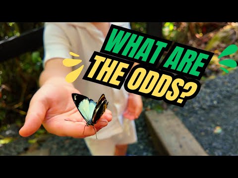 What are the odds?? Exploring Mt Tamborine & Skywalk heights!