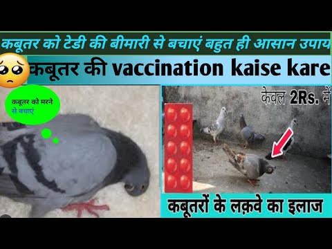 कबूतर के टेडी की बीमारी का इलाज। कबूतर को मरने से बचाए