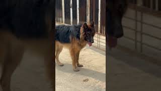 long cott jarmansefard #jsdeveloper #jsdcgroup #garmanshepard #shortsfeed #viralshorts