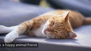 Tips from an AI that will improve the Relationship with your Pet #shorts