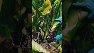 #agritools #farmer life #tonglufeng #agriculture #agritool #youtubeshorts #viral