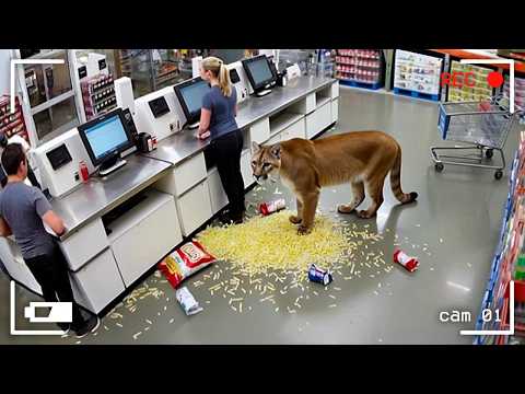 85 Incredible Moments Caught on CCTV Camera