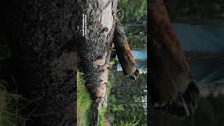 iPhone 14 pro max vs $30,000 camera! #shorts #iphone #cinematic