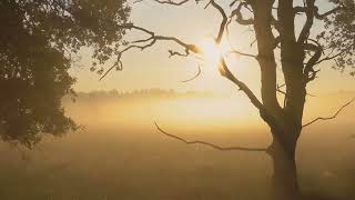 relaxing music, sleep music, study background music, music for stress relief, calming music