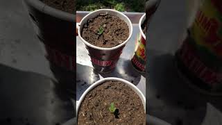 Day 4 Progress 😊🕰️🪴 #earlystage #grow #cannabisheals #seo