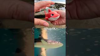 Learn Sea Animal Names at the Rock Pool for Kids: Seal Manta Ray Turtle Shark Horseshoe Crab