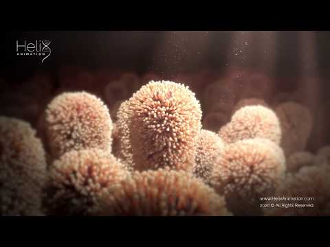 Intestinal Microvilli Dynamic environment