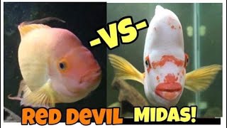 Red Devil or Midas What’s the Difference- Don't buy from Petsmart/Petco