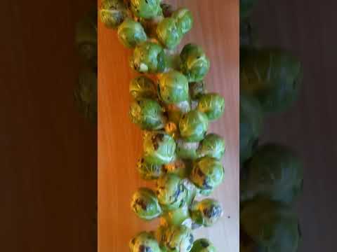Harvested sprout stump for the Christmas table #shorts