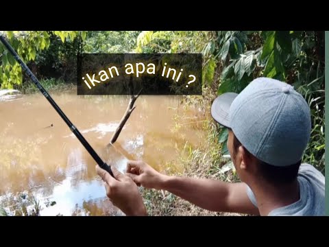 Spot mancing tengah hutan ikannya cantik" ||mancing air tawar