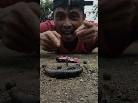 Don't make any noise because millipedes love cannon balls#millipede #shortvideo #shorts