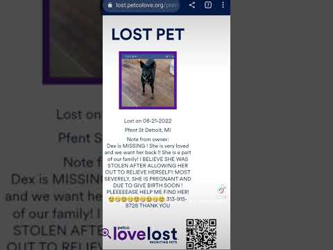 MISSING/STOLEN PET🤧 If you see me, contact my Mom🐺 DOG IS PREGNANT! Blue & white eyes Blk/white coat