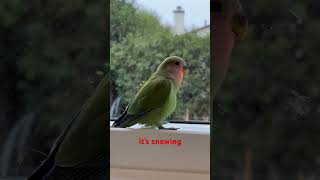 Lovebird watching snow #lovebirdmania #lovebirdbabies #theandresenlovebirds#lovebirdscanada