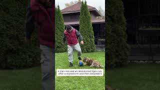 Rescuing a Tiger Cub in a Snowstorm |#tiger #shortsvideo #animalshorts #wildliferescue