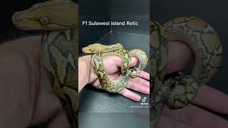 F1 Sulawesi Reticulated Python