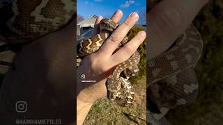 Female Bredl’s Python