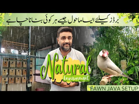 How To Give Natural Environment To Your Birds | Fawn Java Setup 2023 | Rainy Weather | Roof Tour