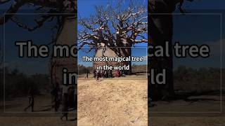 The Majestic African Baobab: The Tree of Life