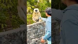 #viralvideo #funnymonkey #funny #monkey #cute