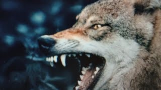 HUNGRY Duran Duran  cover #duranduran #musicreels