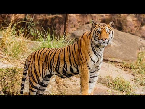 A Tiger in the -Zoo-Class 10- Part 2