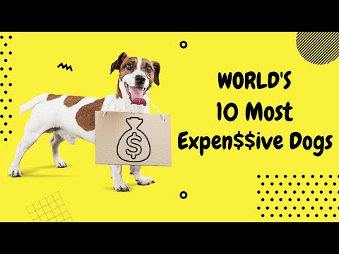 World's 10 Most Expensive Dog Breeds