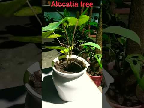 alocatia plant view at 450 #viral #trending #shorts
