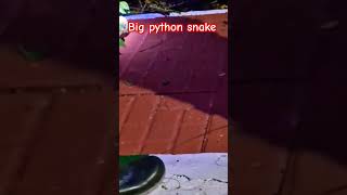 This Python is way too cool