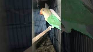 #natureathome #bird #ringneckparrot #lovebirdmania