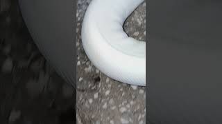 🐍🤍#snake #viralvideo #foryou #reptiles #animals #fypシ#piedballpython