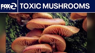 Bay Area man dies from suspected mushroom poisoning | KTVU
