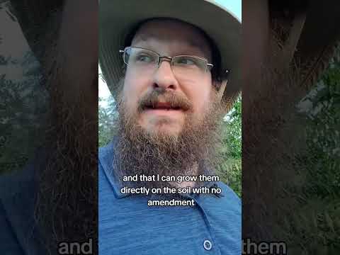 Failure or success? #garden #gardenplants #gardening #homegrown #farming #buckwheat #urbanfarming