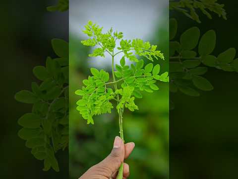 Blur background with Snapseed |Blur background Sanpseed photo editing Tutorial