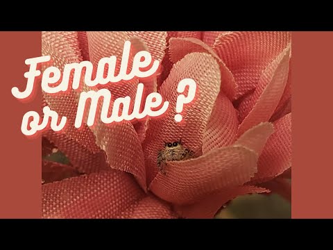 How to Tell Sex of Your Jumping Spider. Is It a Female or Male?