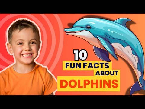 Dolphin:10 Fun Facts About Dolphins For Kids!