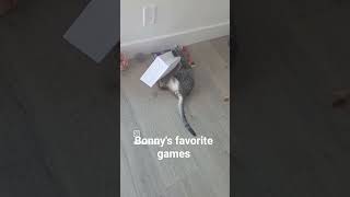 playtime #cat #catgram #cute #kittensofinstagram #kitten #kittyplaying #kittyplaytime