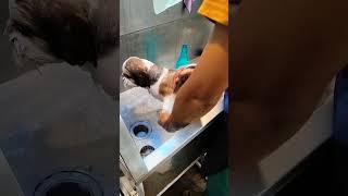 (⁠◕⁠ᴥ⁠◕⁠)grooming time 🥰🐶 #dog_features