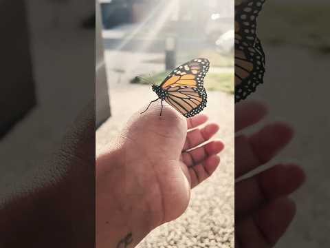 Watch as nature unfolds its magic! 🦋 From crystal to wings