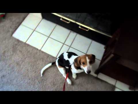 BeagleTrinket in action